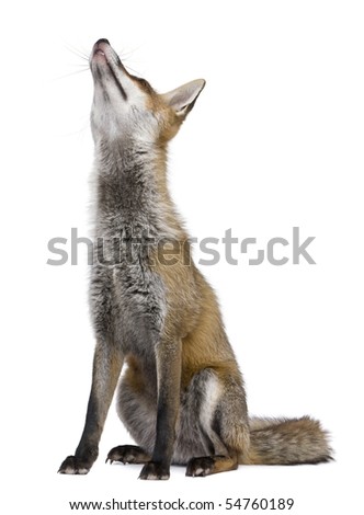 red fox sitting. stock photo : Red Fox,