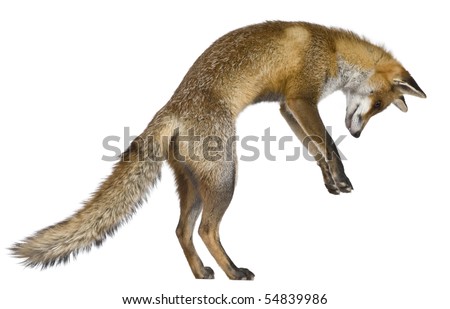 red fox jumping. of Red Fox, 1 year old,