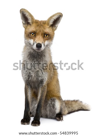 red fox sitting. Front view of Red Fox,