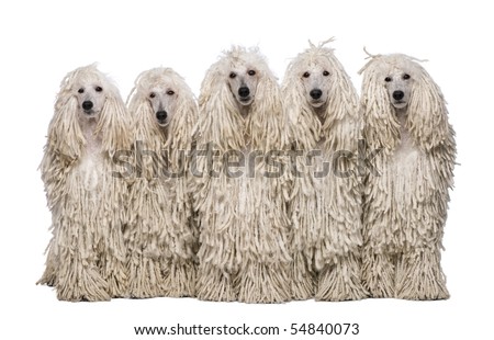 Quel chien me conviendrait-il ? - Page 3 Stock-photo-five-white-corded-standard-poodles-sitting-in-front-of-white-background-54840073