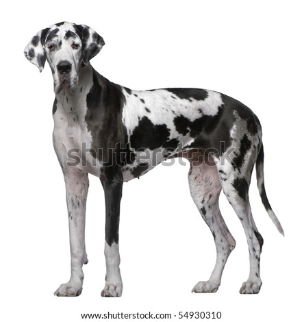 stock photo : Great Dane, 5 Years old, standing in front of white background