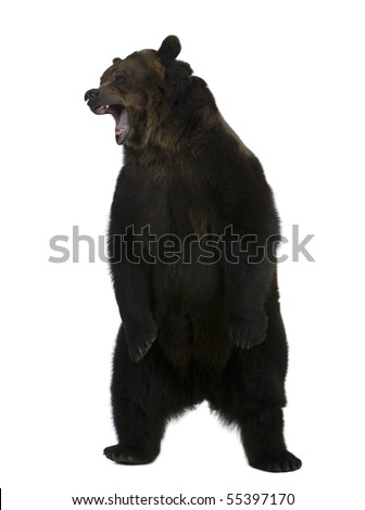 grizzly bear standing. stock photo : Grizzly bear,
