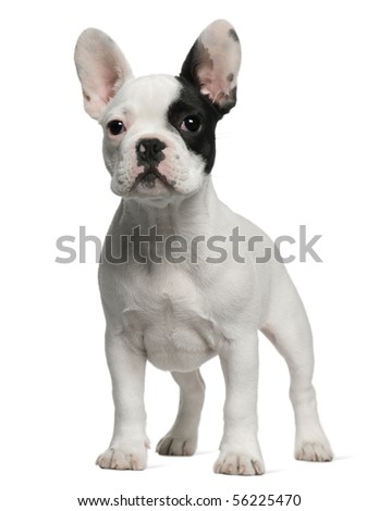 stock photo : French Bulldog