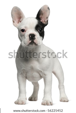 stock photo : French Bulldog