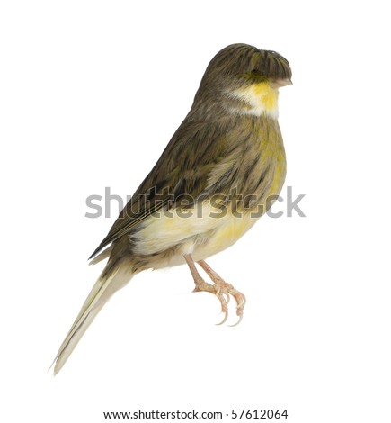 فتح نفس ههه صور كناري Stock-photo-gloster-corona-canary-serinus-canaria-perched-in-front-of-white-background-57612064