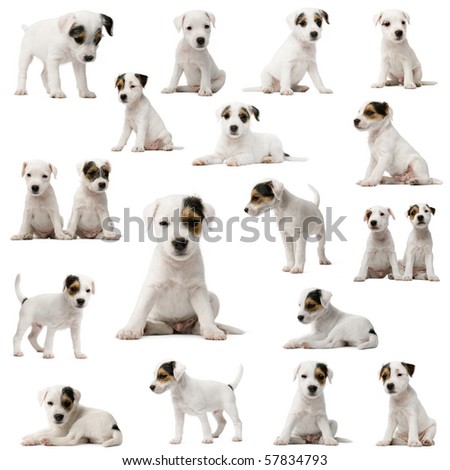 Collection of Parson Russell Terrier puppies in front of white background Collection of Parson Russell Terrier puppies in front of white background