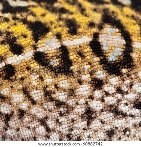 Close-up of Young Panther Chameleon skin, Furcifer pardalis