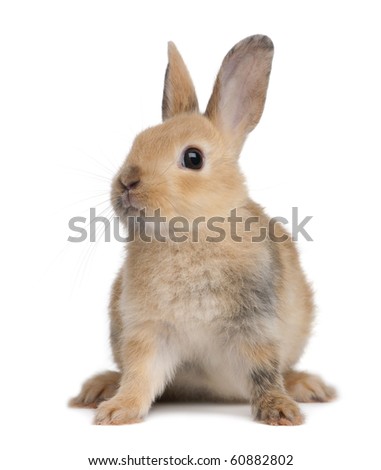 rabbit portrait