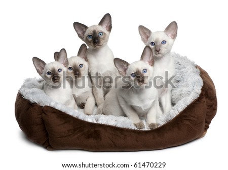 five kittens
