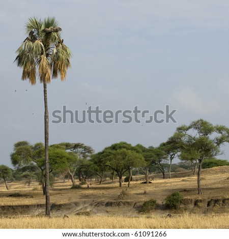 Scenic view of trees and palm tree in the Serengeti, Tanzania, Africa