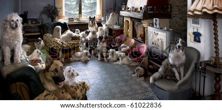 Portrait of 24 dogs in a living room in front of a TV