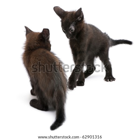 Pics Of Kittens Playing. Two black kittens playing