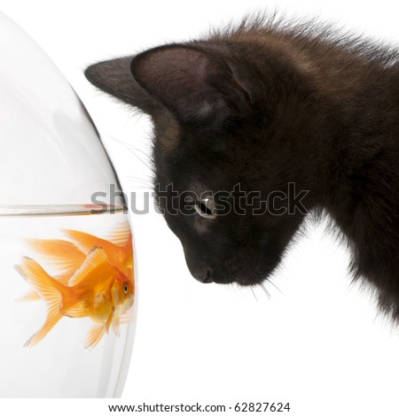 Goldfish Front