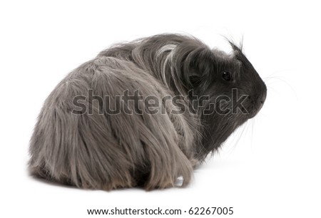 stock photo : Peruvian guinea
