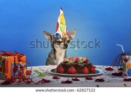 Chihuahua at table wearing birthday hat and looking at birthday cake in front of blue background
