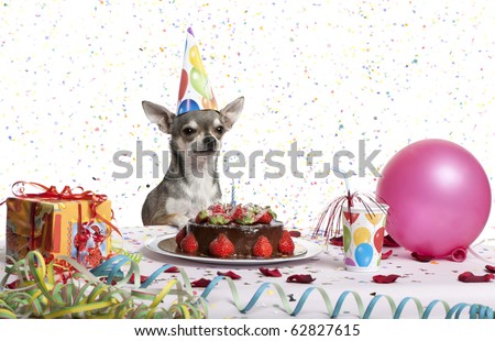 Chihuahua at table wearing birthday hat and looking at birthday cake in front of white background