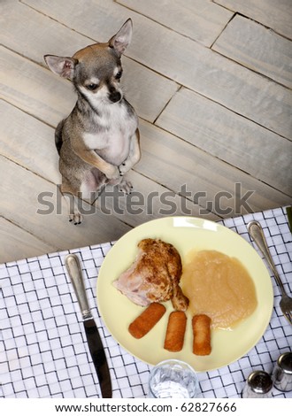 Chihuahua on hind legs to look at food on plate at dinner table
