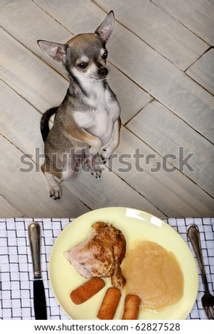 Chihuahua on hind legs to look at food on plate at dinner table