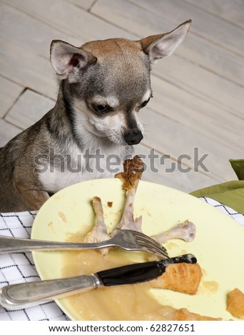 Chihuahua looking at leftover food on plate at dinner table