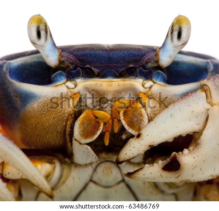 Crab Close Up