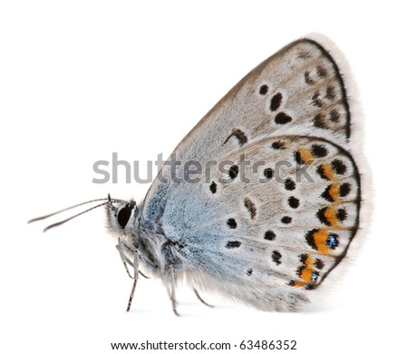 of a blue monarch butterfly in flying monarch butterfli