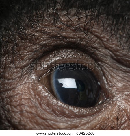 Close-up of Red-faced Spider Monkey eye, Ateles paniscus, 3 months old
