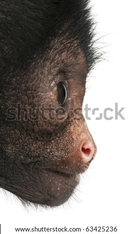 Close-up of Red-faced Spider Monkey, Ateles paniscus, 3 months old, in front of white background