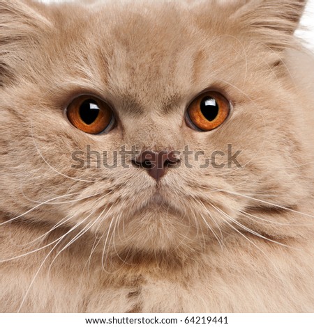 Close-up of British longhair cat, 15 months old