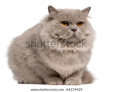 British Longhair cat, 2 years old, sitting in front of white background