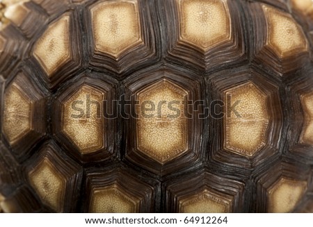 Close-up of African Spurred Tortoise shell, Geochelone sulcata, 1 year old