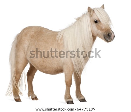 Palomino Shetland Ponies