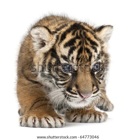 Cute sumatran tiger cubs