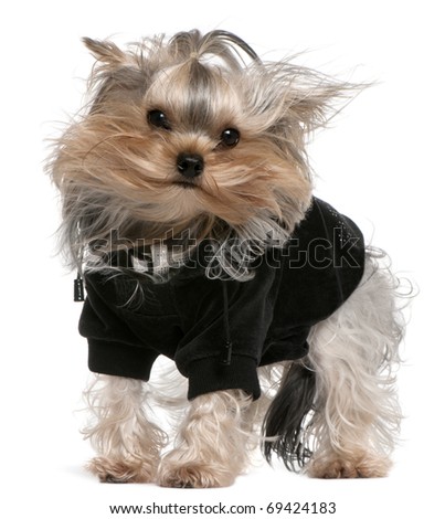 Ugly Yorkshire Terrier