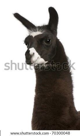 Llama White Background