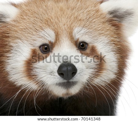 Close-up of Young Red panda or Shining cat, Ailurus fulgens, 7 months old, in front of white background