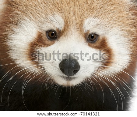 Close-up of Young Red panda or Shining cat, Ailurus fulgens, 7 months old