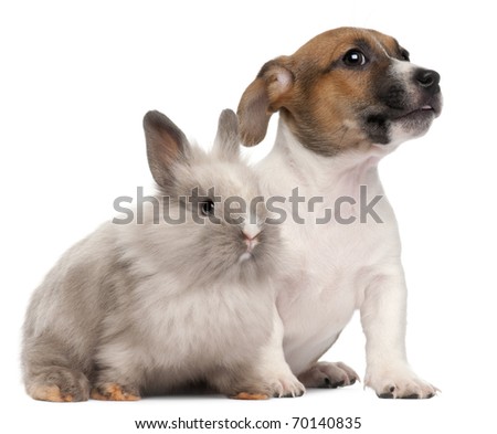 Jack Russell Terrier puppy, 2 months old, and a rabbit, in front of white background