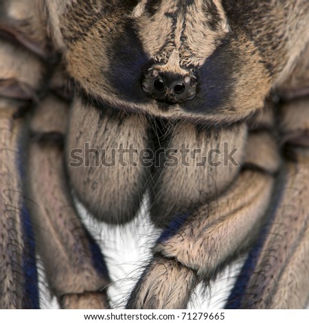 Close-up of Tarantula spider, Poecilotheria Metallica, in front of white background