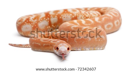 Scaleless Corn Snake