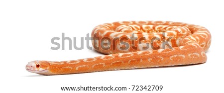 Scaleless Corn Snake