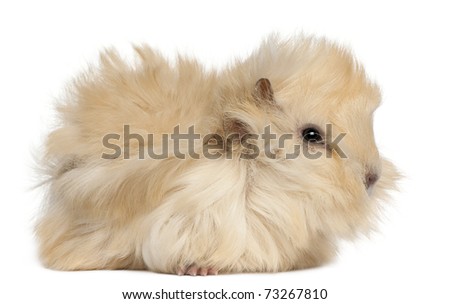 Young Peruvian guinea pig,