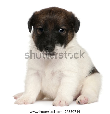 Fox terrier puppy, 1 month old, sitting in front of white background