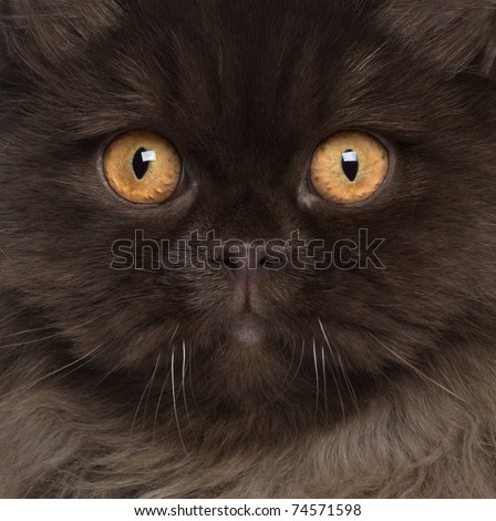 Close-up of British Longhair cat, 6 months old