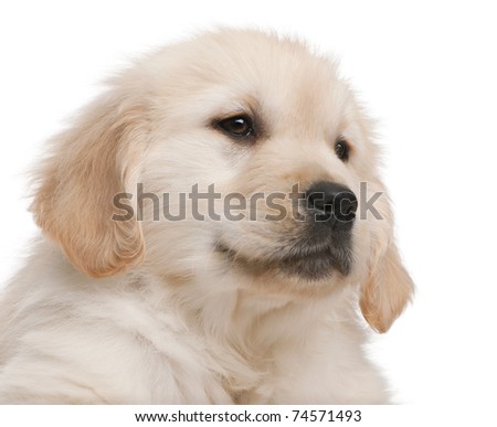 golden retriever dog names. of Golden Retriever puppy,