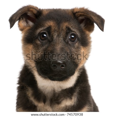Close-up of German Shepherd puppy, 3 months old, in front of white ... Close-up of German Shepherd puppy, 3 months old, in front of white ...
