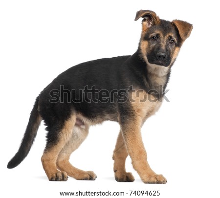 Puppies on Stock Photo German Shepherd Puppy 3 Months Old Standing In Front