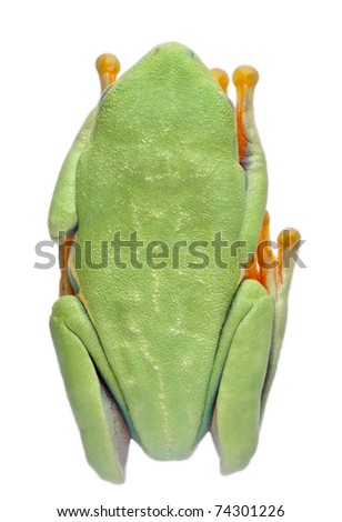High angle view of Red-eyed Treefrog, Agalychnis callidryas, in cryptic water conservation posture