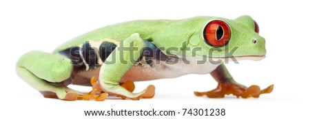 Red-eyed Treefrog, Agalychnis callidryas, walking in front of white background