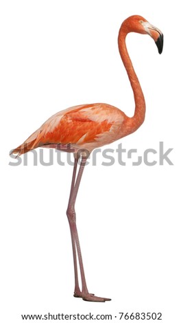 flamingo front