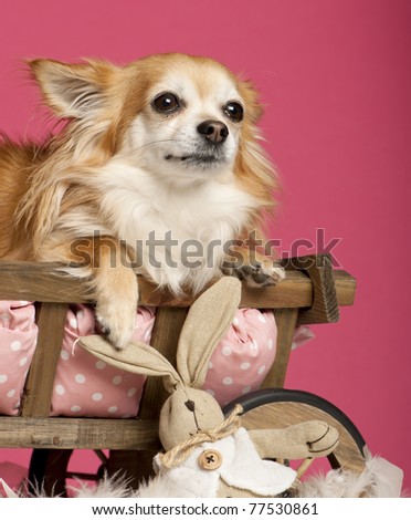 Chihuahua lying in wooden dog bed wagon with stuffed animal in front of pink background